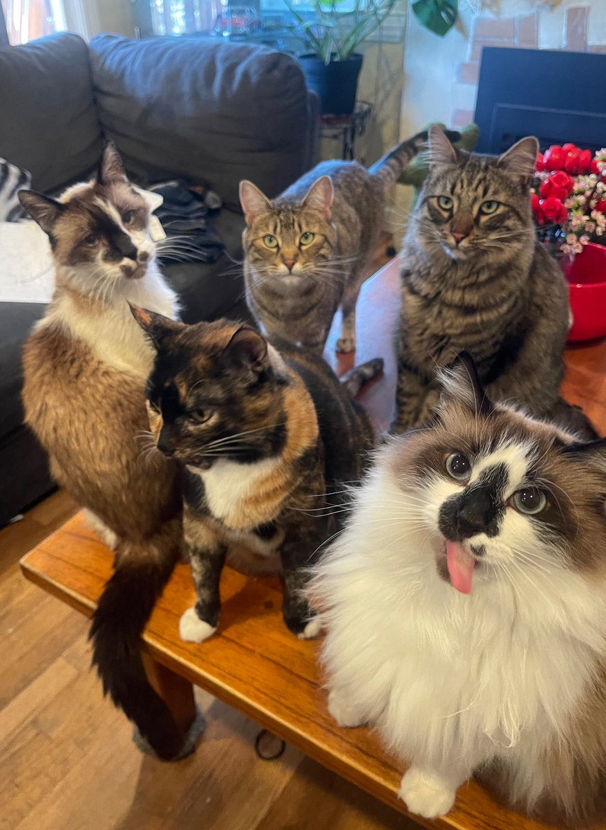 #PostAFavPic4VioletMay24
Day 8: begins with “g”
Mom calls us her goofy gang of gorgeous gatos! 🥰❤️🐾
#CatsOfTwitter #CatsOfX #WhiskersWednesday #CatsAreFamily