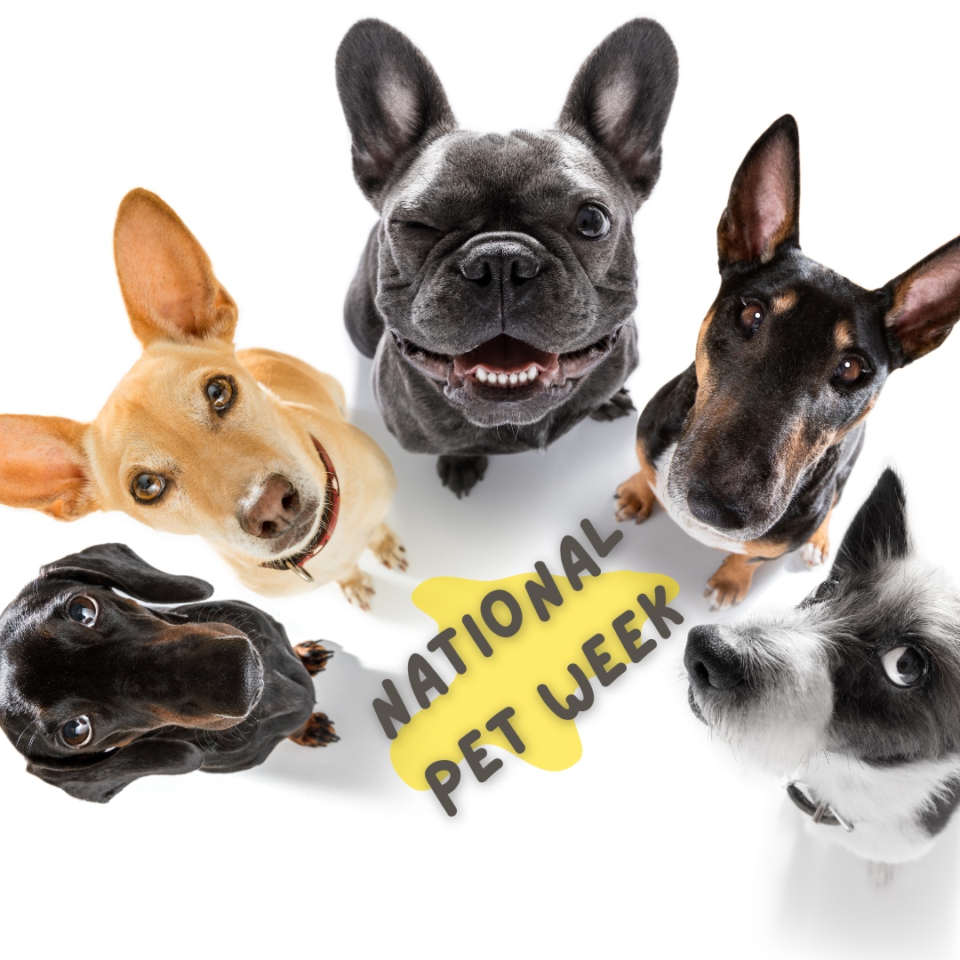 Celebrating our furry companions during National Pet Week! 🐾 Show your pet some extra love and appreciation this week.

 #newhydeparkanimalhospital #newhydepark #animalhospital #vaccinations #boarding #dentistry #stemcelltherapy #pethospital #veterinarian