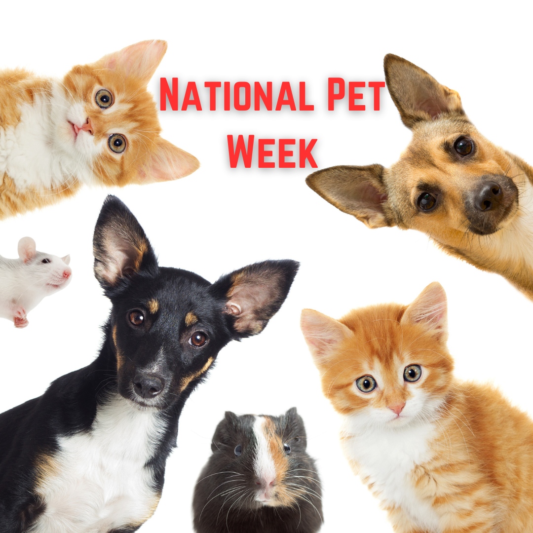 Happy National Pet Week! Take some time to pamper your pet and make unforgettable memories together. 🐾✨

 #PetloversAnimalClinic #Vet #Veterinarian #PetGrooming #PetClinic #AnimalHospital #AnimalClinic #PetBoarding #EmergencyVetClinic