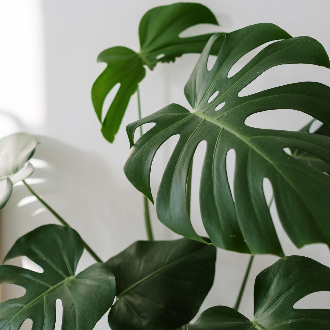 Due to its large leaves, the monstera plant is one of the best plants to add to your interior and improve your #airquality.