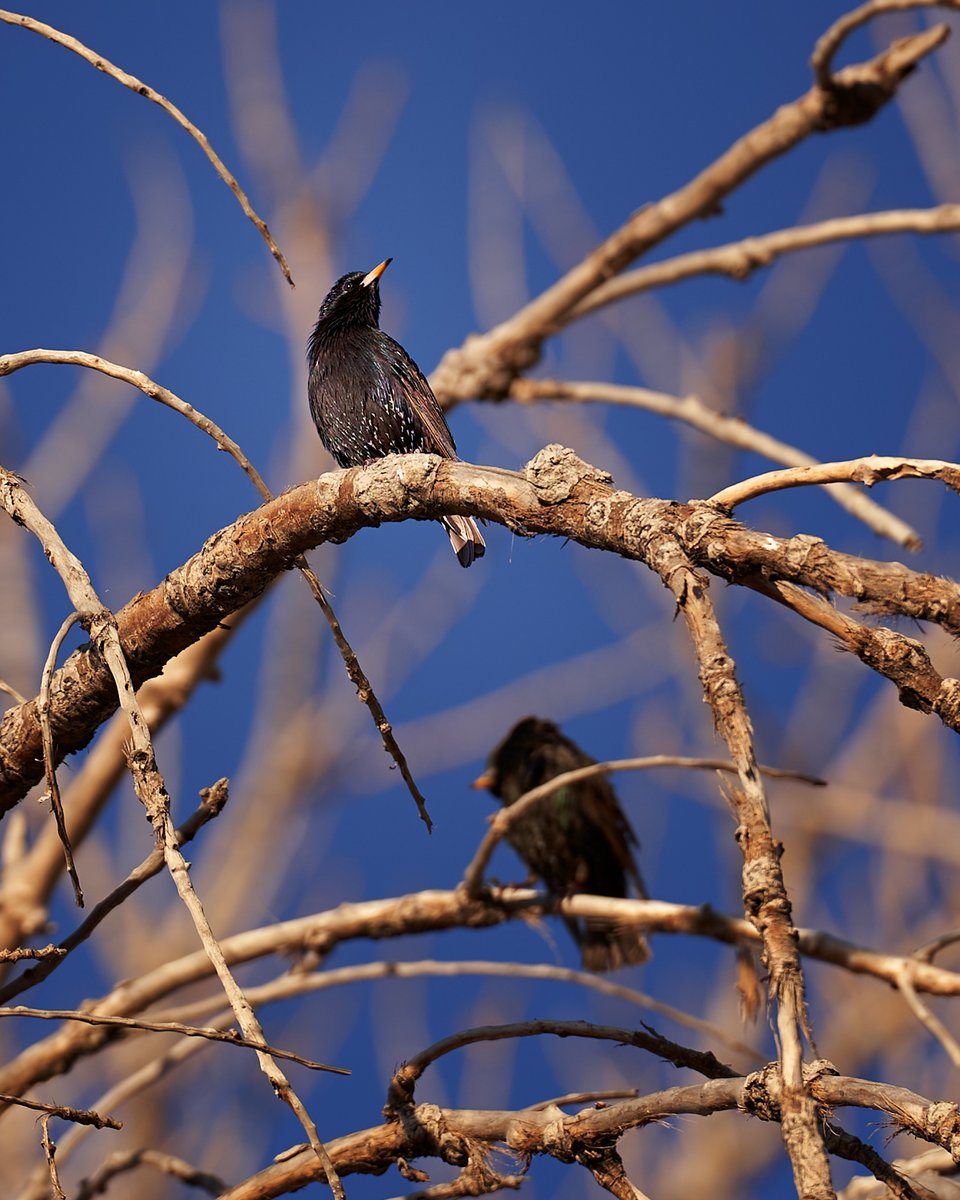 Happy #wildlifewednesday 😊 Sometimes you gotta take a step back and appreciate the smaller birbs out there. So pretty 😍

#beAlpha #birdsofinstagram #birder #wildlifephotography #wildlifephotographer #natgeoyourshot