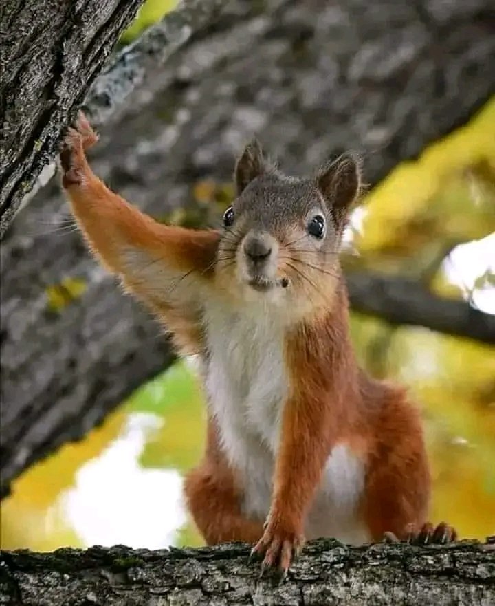 So beautiful squirrel ❤️ Photography ❤❤❤😛😛