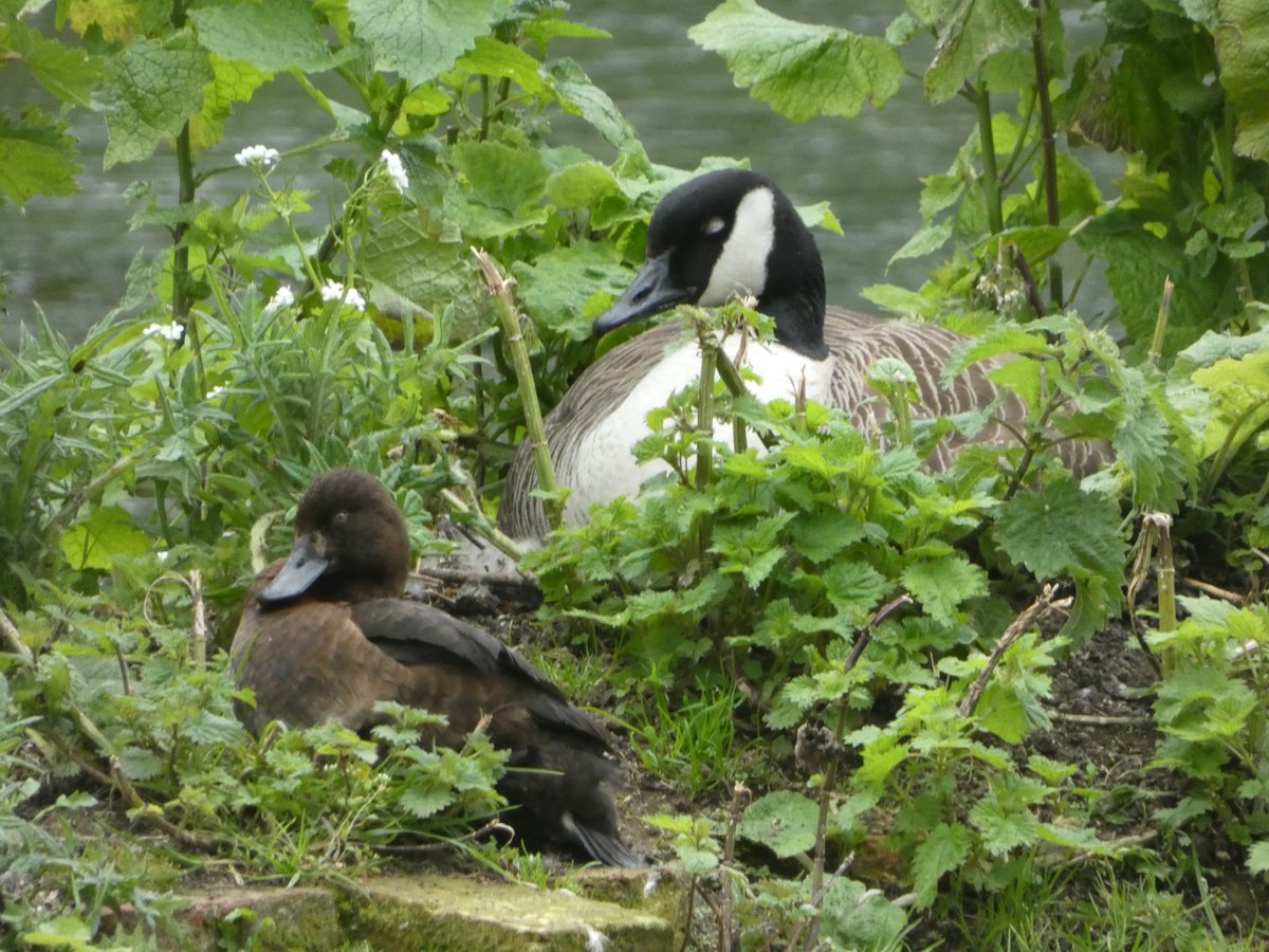 The mother goose has a friend to keep her company  #NaturePhotograhpy #nature #wildlifephotography #wildlife #photograghy #birds #birdphotography #canadagoose #tuftedduck