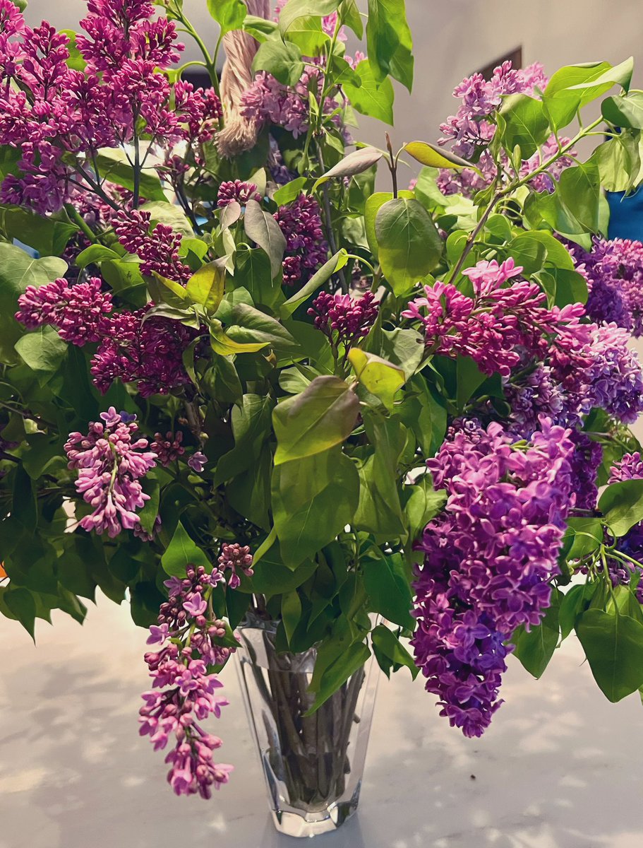 Sending out some lilac love to brighten your day 🍃💜 Hope everyone has a wonderful Wednesday!