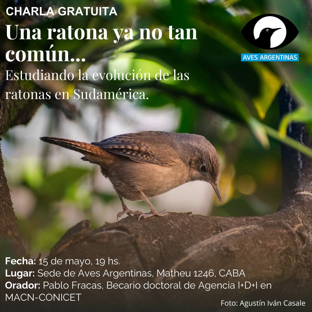 🔵 ¡Llega una nueva charla presencial que no podés perderte! 🐦👇 Una ratona ya no tan común 🐦