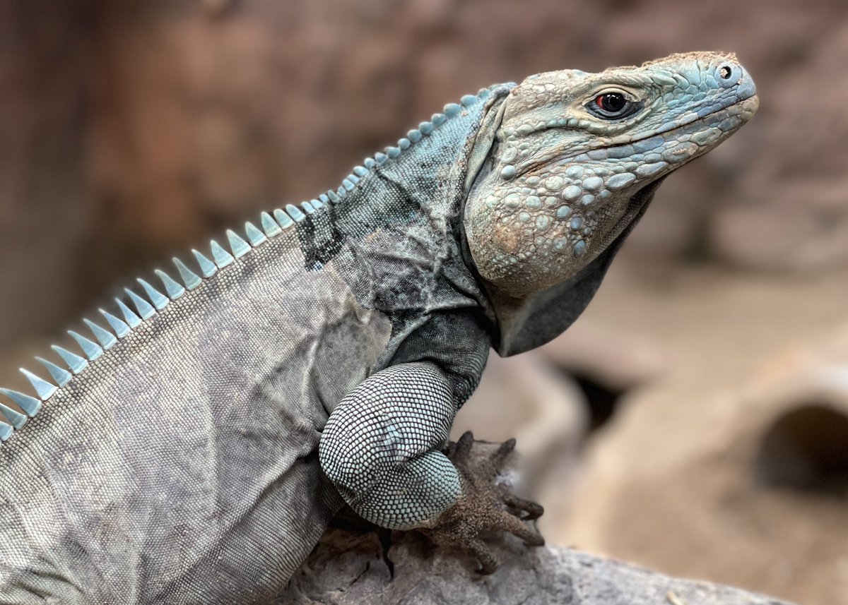 May 8th is International Blue Iguana Day!

Grand Cayman Blue Iguanas are endemic to the island of Grand Cayman. They are listed as Endangered on the IUCN Redlist due to predation by feral cats and dogs, habitat loss, competition with invasive green iguanas, and other factors. 1/4