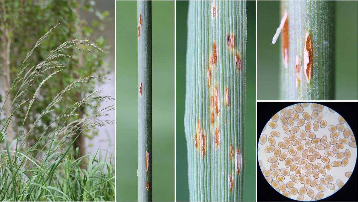 Early attack of stem #rust on tall fescue (#Lolium arundinaceum) caused by #Puccina graminis (Les Clayes-sous-Bois).