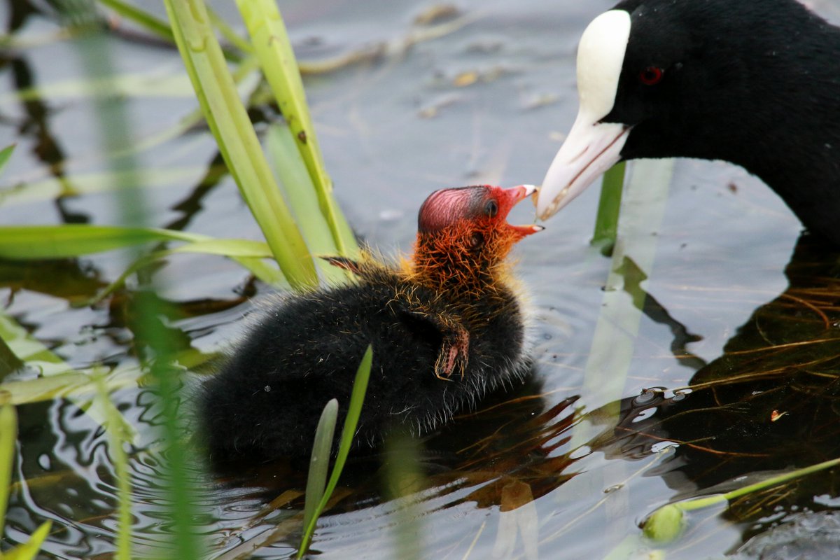 #feeding time at #Keptie.. below and above the waterline... @WildlifeOWindow @BBCSpringwatch