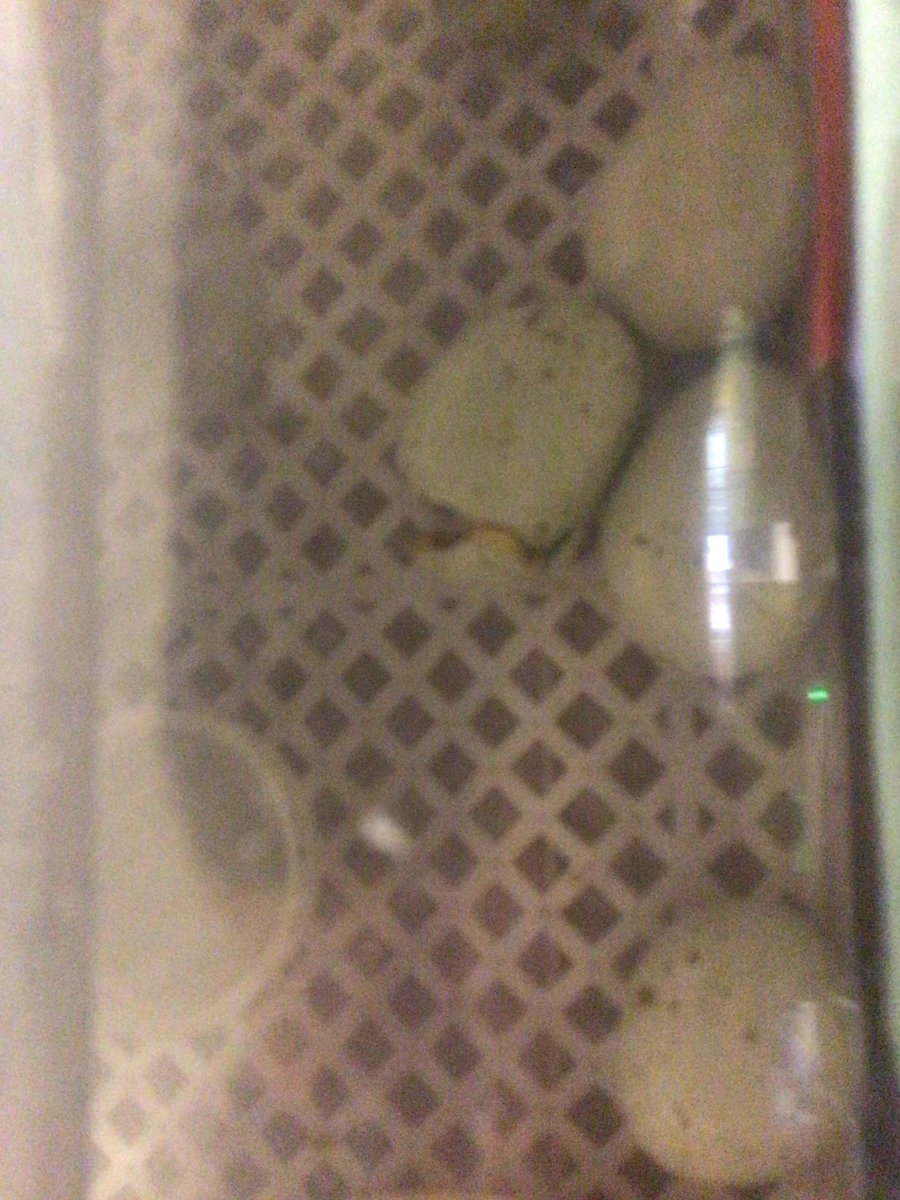 Y2Torrisholme's tweet photo. Meet Quentin the quail, our first new arrival. Hoping he will have some friends tomorrow morning. Science lifecycles at its best! @TorrisholmeCPS https://t.co/D89DhfSGY3