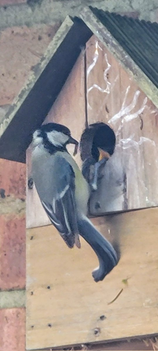 I think the family of Great Tits, in the birdhouse, are getting ready to fledge, as the parents no longer go into the nest as the babies are always at the hole. #wildlife #birds #greattits #fledging