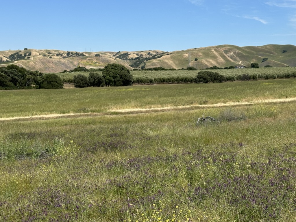 Curing is starting in the east bay hills, #LivermoreValley #CAFire #CAwx @widlfirecenter