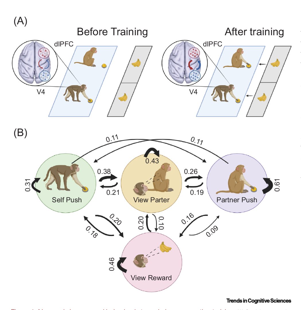 Practicing cooperative skills shapes brain-wide networks Spotlight by Haozhou Jiang & Julia Sliwa (@jsliwa_neuro) on recent @Nature article by @Melissa_Franch, @DragoiLab, and colleagues Free access until June 23: authors.elsevier.com/a/1j1et4sIRvTA…
