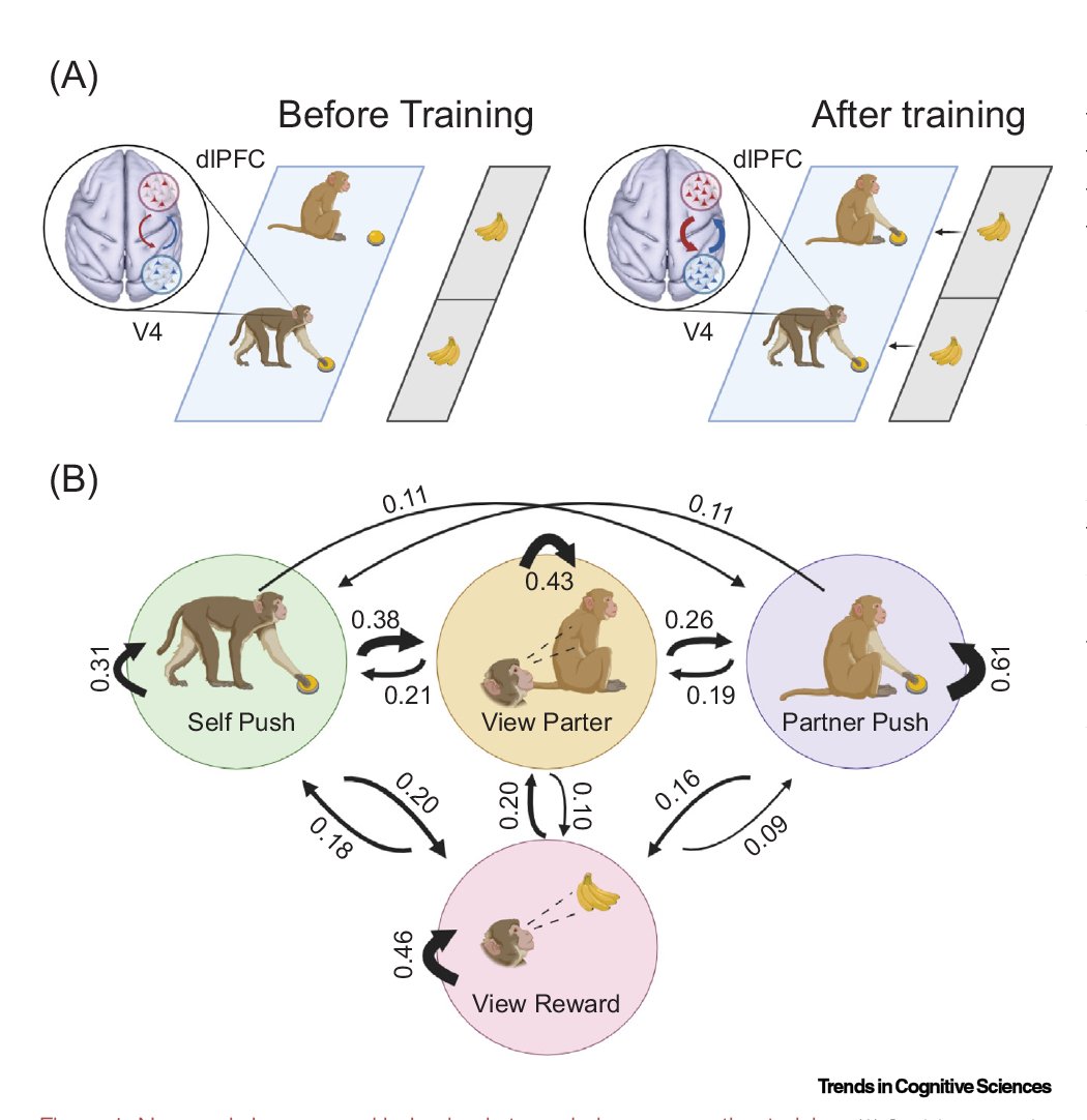 Trends in Cognitive Sciences (@trendscognsci) on Twitter photo Practicing cooperative skills shapes brain-wide networks
Spotlight by Haozhou Jiang & Julia Sliwa (@jsliwa_neuro) on recent <a href="/Nature/">nature</a> article by <a href="/Melissa_Franch/">Melissa Franch</a>, <a href="/DragoiLab/">Dragoi Lab</a>, and colleagues
Free access until June 23: authors.elsevier.com/a/1j1et4sIRvTA… Practicing cooperative skills shapes brain-wide networks
Spotlight by Haozhou Jiang & Julia Sliwa (@jsliwa_neuro) on recent <a href="/Nature/">nature</a> article by <a href="/Melissa_Franch/">Melissa Franch</a>, <a href="/DragoiLab/">Dragoi Lab</a>, and colleagues
Free access until June 23: authors.elsevier.com/a/1j1et4sIRvTA…