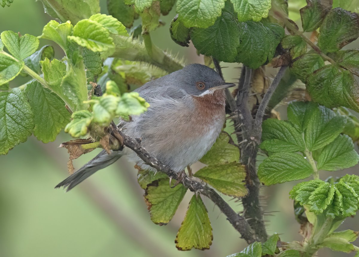 Migrants in the Ness in the past week @NatureInShet, including two of my favourite chats and an Eastern Subalpine Warbler at Quendale found by @HughHarrop
