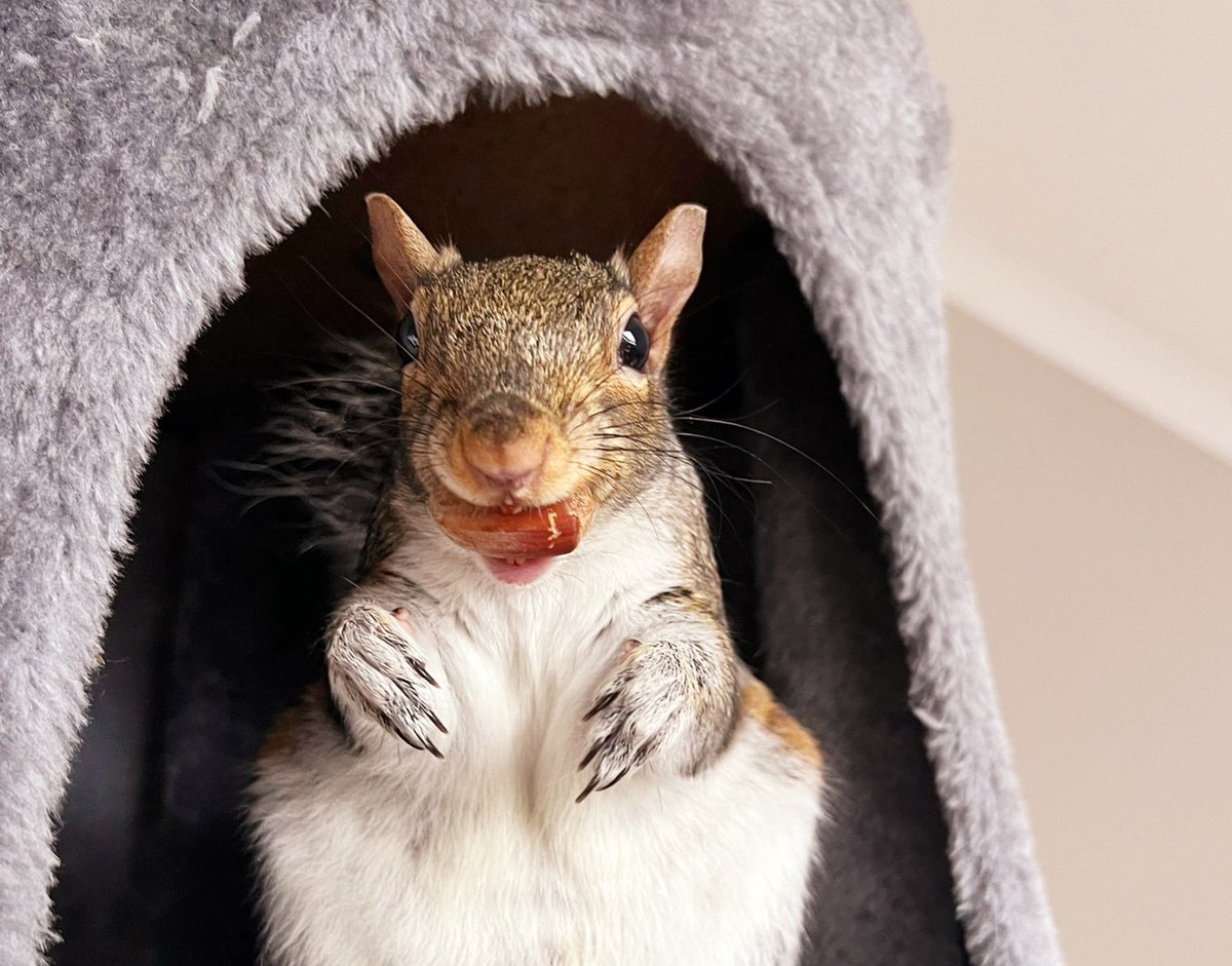 Urban Squirrels, wildlife rescue, animal ethics. tweet media