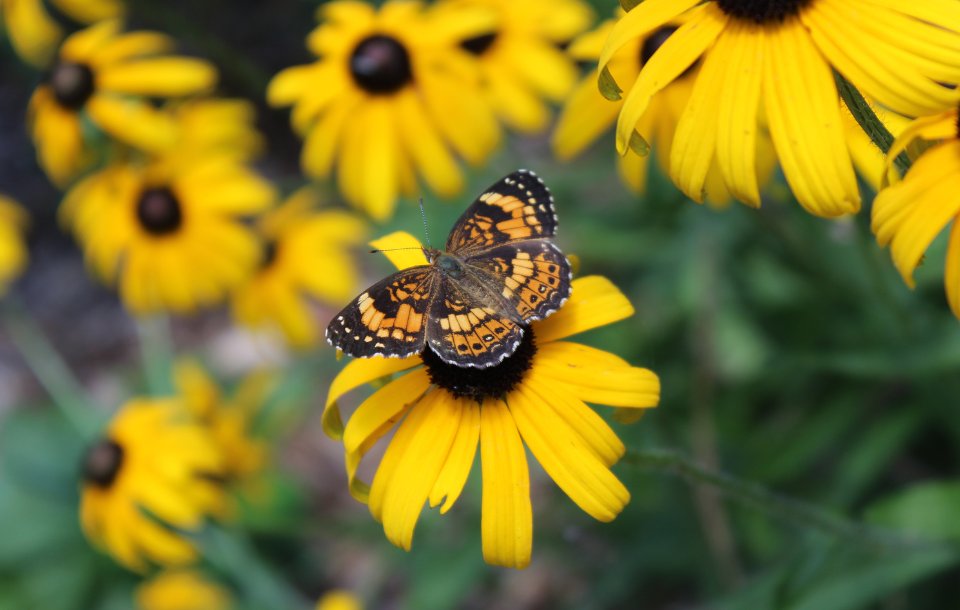 If you’ve ever considered applying to be a
<a href="/NWF/">National Wildlife Federation</a> Certified Wildlife Habitat®, #GardenForWildlife month is the time!   

Enjoy 20% off when you certify and purchase a sign: hubs.la/Q02vJcPn0 (code: GARDEN20)