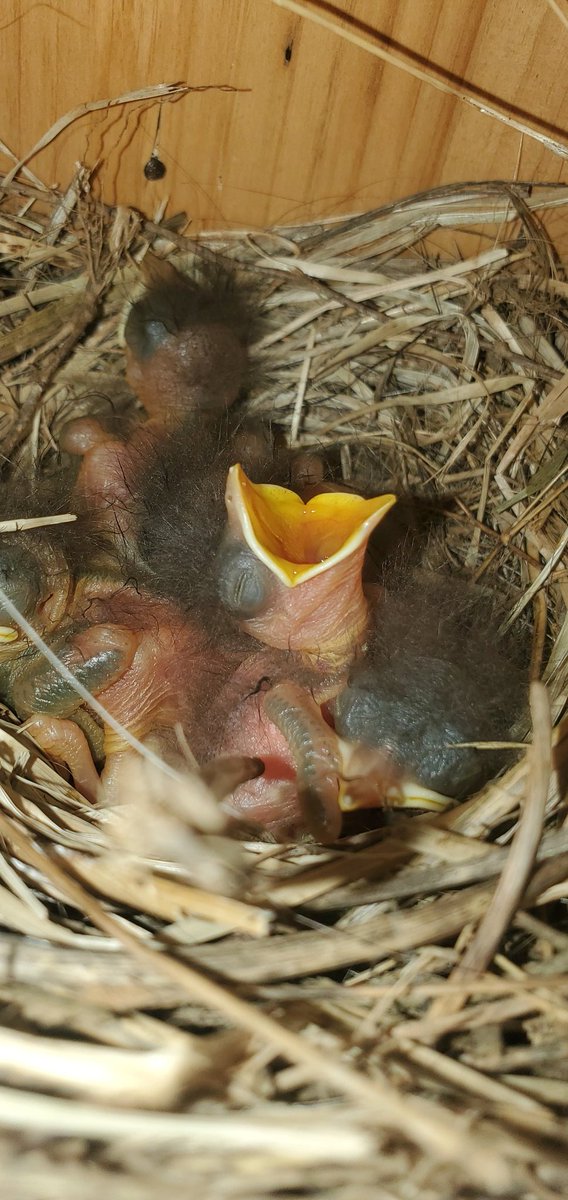 🚨 BREAKING 🚨
Bluebird eggs, turning into hungry bluebird hatchlings 🥚 ➡️ 🐣