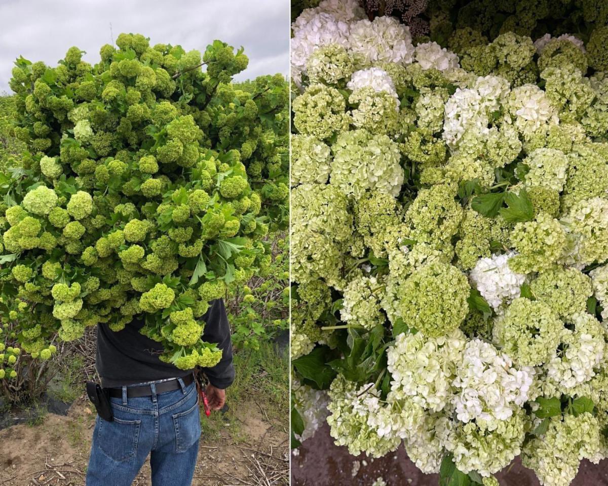 Viburnum Snowball is looking a little whiter now! We are almost at the season on these, get it before its done!
  💚🤍🤩
contact me for more information.
#888camflor #cagrown #certifiedamericangrown #americangrownflowers #growershipper  #originmatters #Snowballviburnum