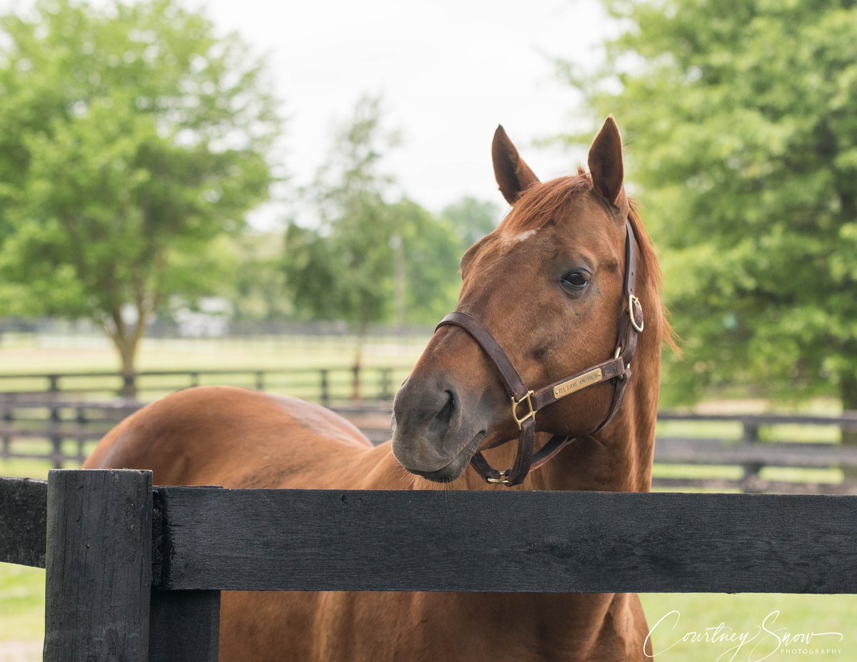 Welcome back to Kentucky, I’ll Have Another!! 🥰 After 6 years at stud in Japan and 5 years in California, the Kentucky Derby and Preakness Stakes winner is now enjoying retirement at Old Friends and even lives right beside “Coach” Lava Man, who once ponied him on the track!
