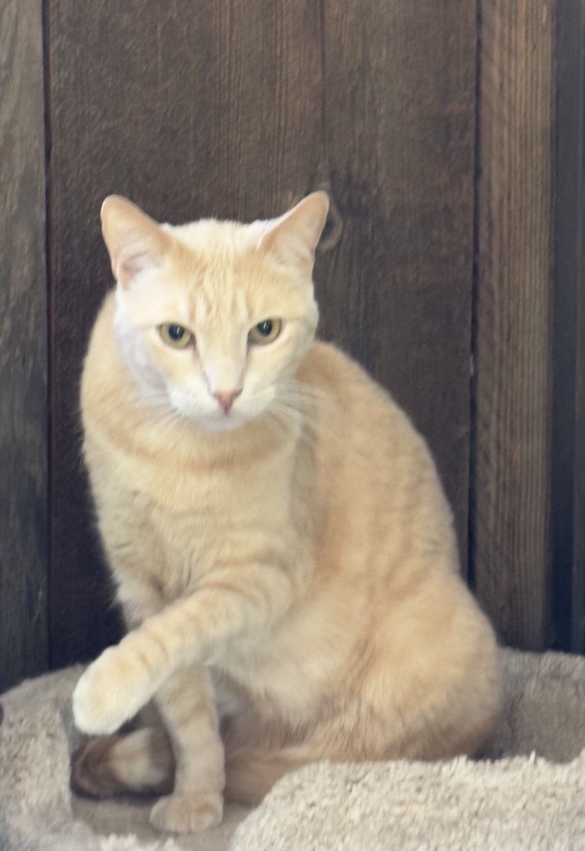 #SanJoaquin Co, CA: Hi, my name is TAYLOR, and I've been waiting for my new home since May 2023. I’m an 8-yr-old buff-colored male with super-soft fur! I am a laid-back kitty with a calm and confident purrsonality... adoptrescuecatsinca.com #RehomeHour #US #cats #adoptdontshop