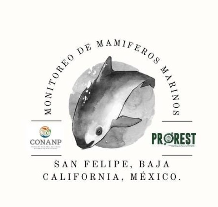 Excited that San Felipe @CONANP_mx youth cetacean community monitoring group is with the #Vaquita survey underway, getting more citizen science training & strengthening local capacity for vaquita tracking!