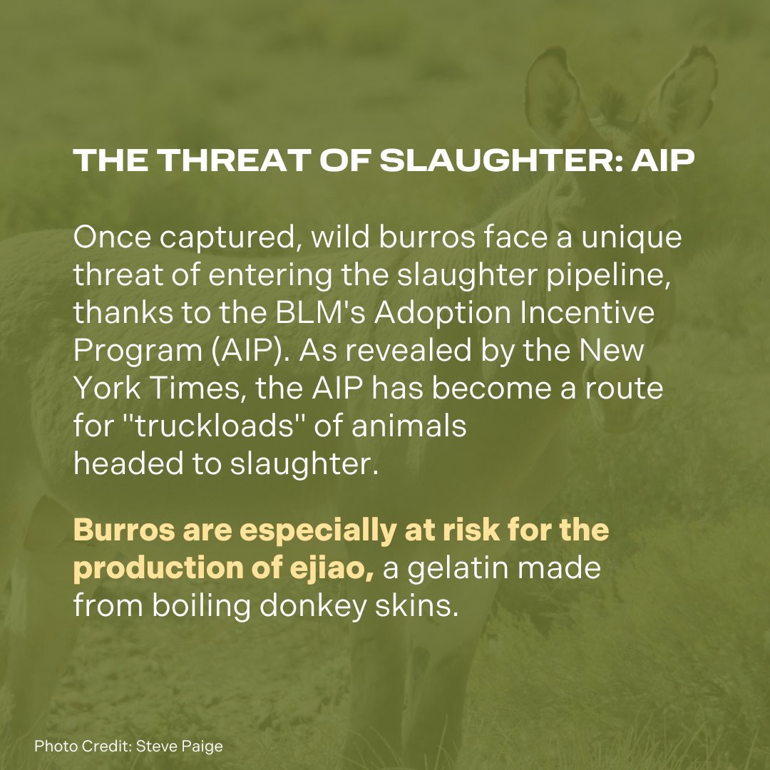 On World Donkey Day, join us in protecting our wild burros! Today, AWHC is leading a national Day of Action to support Representative Don Beyer's Ejiao Act-H.R. 6021, which will protect burros in the US from entering the ejiao trade. Act here!: secure.everyaction.com/l40gH3yM7kCgNQ…