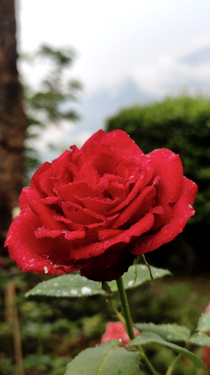 Raindrops on roses ... #RoseWednesday #rose #flowerphotography #NaturePhotograhpy #TwitterNatureCommunity #GardeningTwitter