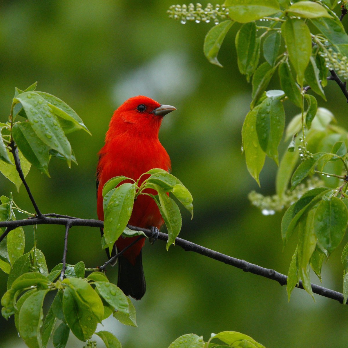 Even a wet, grey, Monday can’t diminish his vibrancy. Scarlet Tanager #scarlettanager #tanager #birding #birdphotography #songbirds #springmigration #natgeo #centralpark #wildlifephotography #shotoftheday #birdwatching #birdcp #birdcpp #birds #birdphotos #natgeowild #nyc