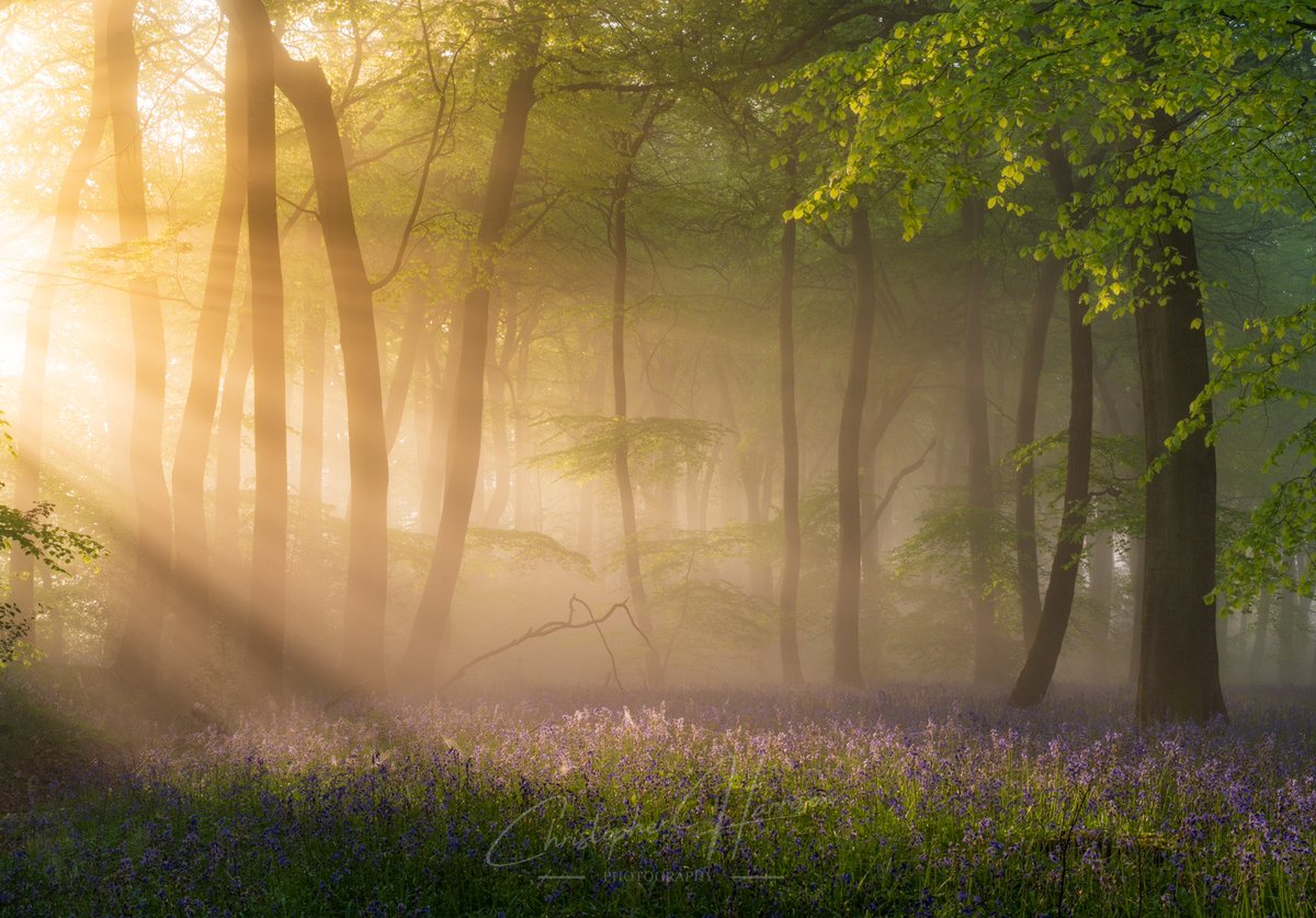 Well what can I say... The conditions this morning were nothing short of magical. Sun beams, sunrise, bluebells, young beech tree leaves. I was watching and capturing this scene just in awe. I hope you enjoy this beautiful scene! #bluebells #springtime #photography