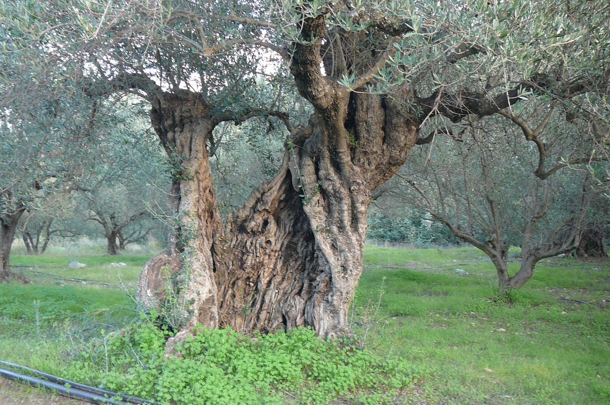 @vigourtcat Il n’y arien , pour moi , de plus émouvant que les vieux oliviers de ma petite vallée , en Crète
