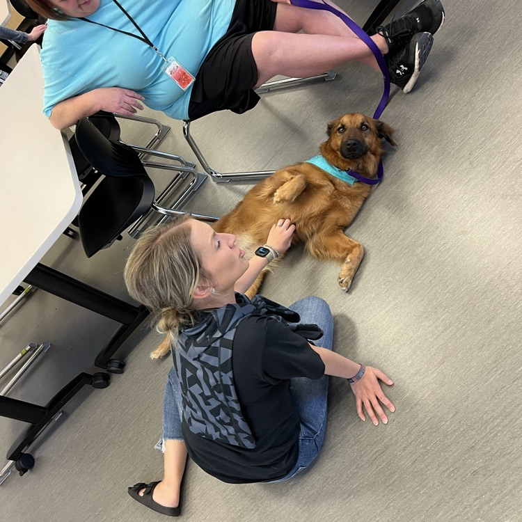 BlackmoreBears's tweet image. Our PTO set up Pet Therapy for our staff for #TeacherAppreciationWeek! Such a fun way to start the day - and before that PTO also treated us to breakfast! 🐻🐶 #BEfamily #PartOfThePride