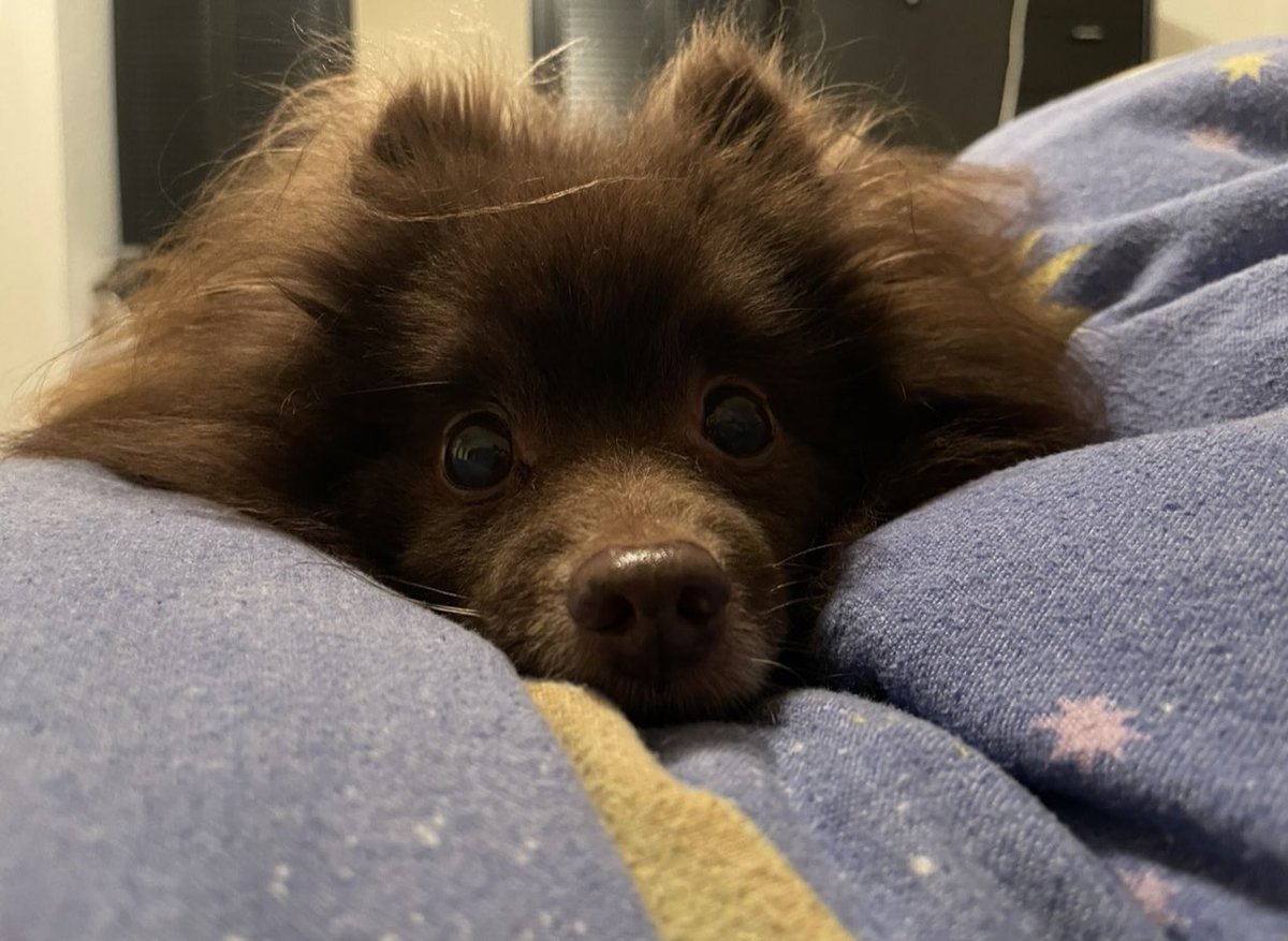 Suou88's tweet photo. Ok guys I’m a bit stressed here. This weekend is Con weekend again. So far so good. But this time I need to take my dog with me. 😳 and I really don’t know how that’ll work out. 🙈🥲
#ConDog #HesToOldForThatSht https://t.co/9Kjp90Qc8L