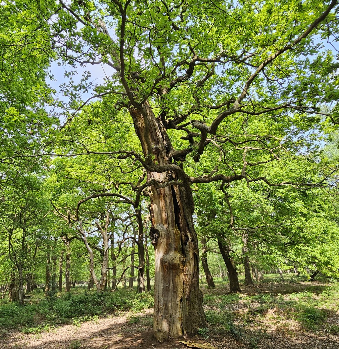There are hundreds of ancient Oaks in Sherwood Forest that are either dead or dying slowly. They are magnificent. I was lost for word at the thought of trees growing in this place for long generation after long generation for thousands of years!