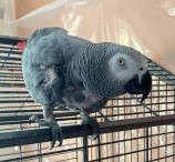 #LOST #BIRD MITTU 
Older Adult #Female #AfricanGreyParrot
#Missing Last seen in #Byfleet #NewHaw 
#Surrey #KT15 South East
Tuesday 7th May 2024 
#DogLostUK #Lostdog #ScanMe 

doglost.co.uk/dog/192052
