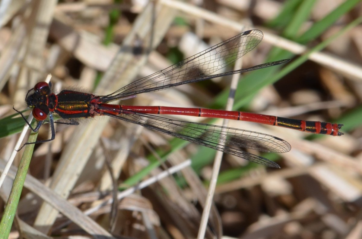 Large Red Damselfly seen at Whixall Moss in Shropshire at the weekend.