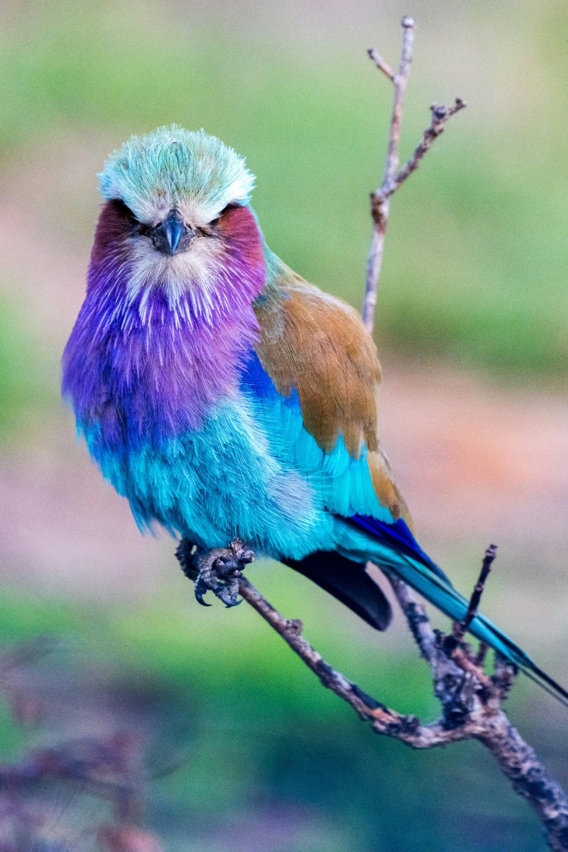 A beautiful Lilac-breasted roller perched on a branch!  Isn't it stunning? #birdwatching #naturephotography