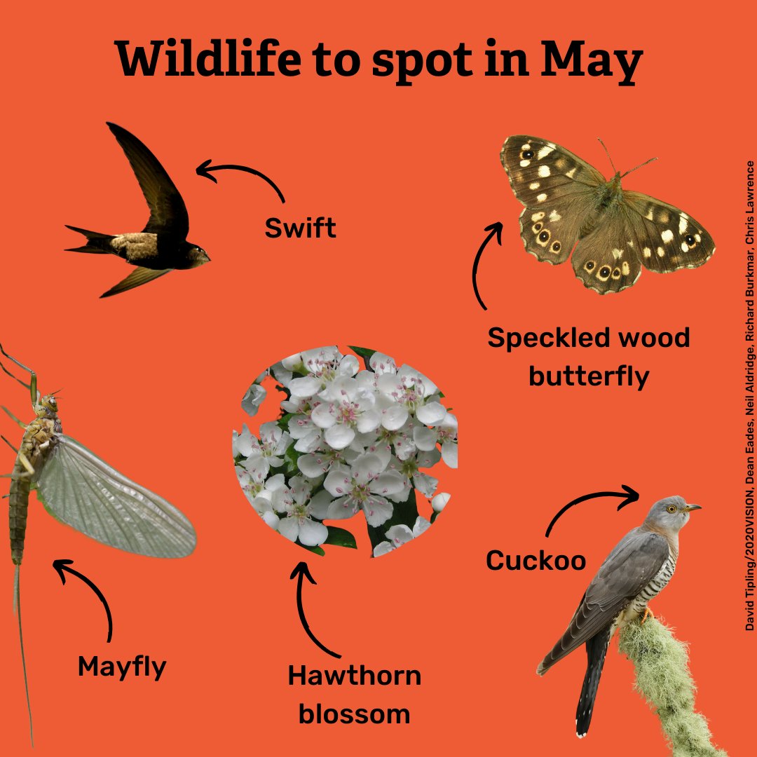 Look out for these super spring species this month 🐦🦋🌼🐛 Can you spot them all? Send us your May wildlife pics or post them and tag us - we'd love to see them 💚 #uknature #ukwildlife #animals #derbyshirewildlife #may #spring #blossom #swift # butterfly #cuckoo #mayfly
