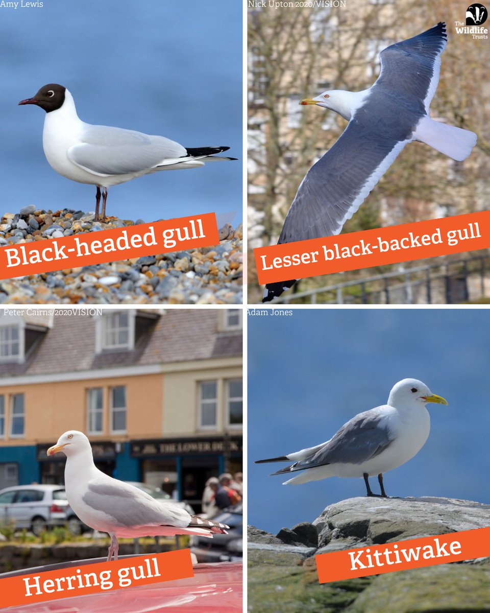 Let's go gulls! They sometimes get a bad reputation for stealing chips, but gulls are intelligent birds. Which have you spotted? 🍟 wildlifetrusts.org/how-identify/i…