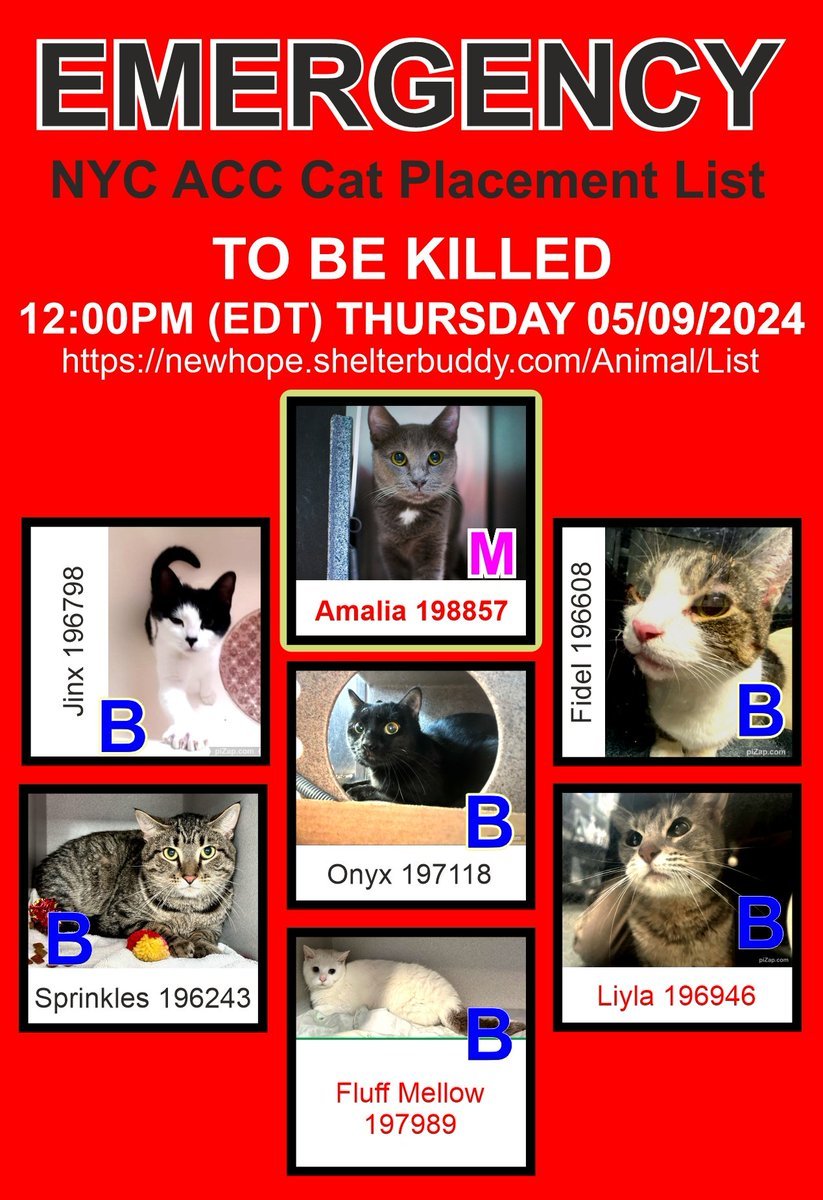 THESE 7 POOR CATS –ONYX, FLUFFY MELLOW, SPRINKLES, LIYLA, FIDEL, JINX AND AMALIA - ALL AT RISK OF EU ON 5-9-24💔🔥🔥🔥 PLEDGES WLL HELP STIMULATE RESCUE INTEREST FOR ALL – ONYX AND AMALIA ARE IN PARTIUCLAR NEED OF PLEDGES. AMALIA IS ON THE EPL FOR MEDICAL REASONS – URI, LARGE