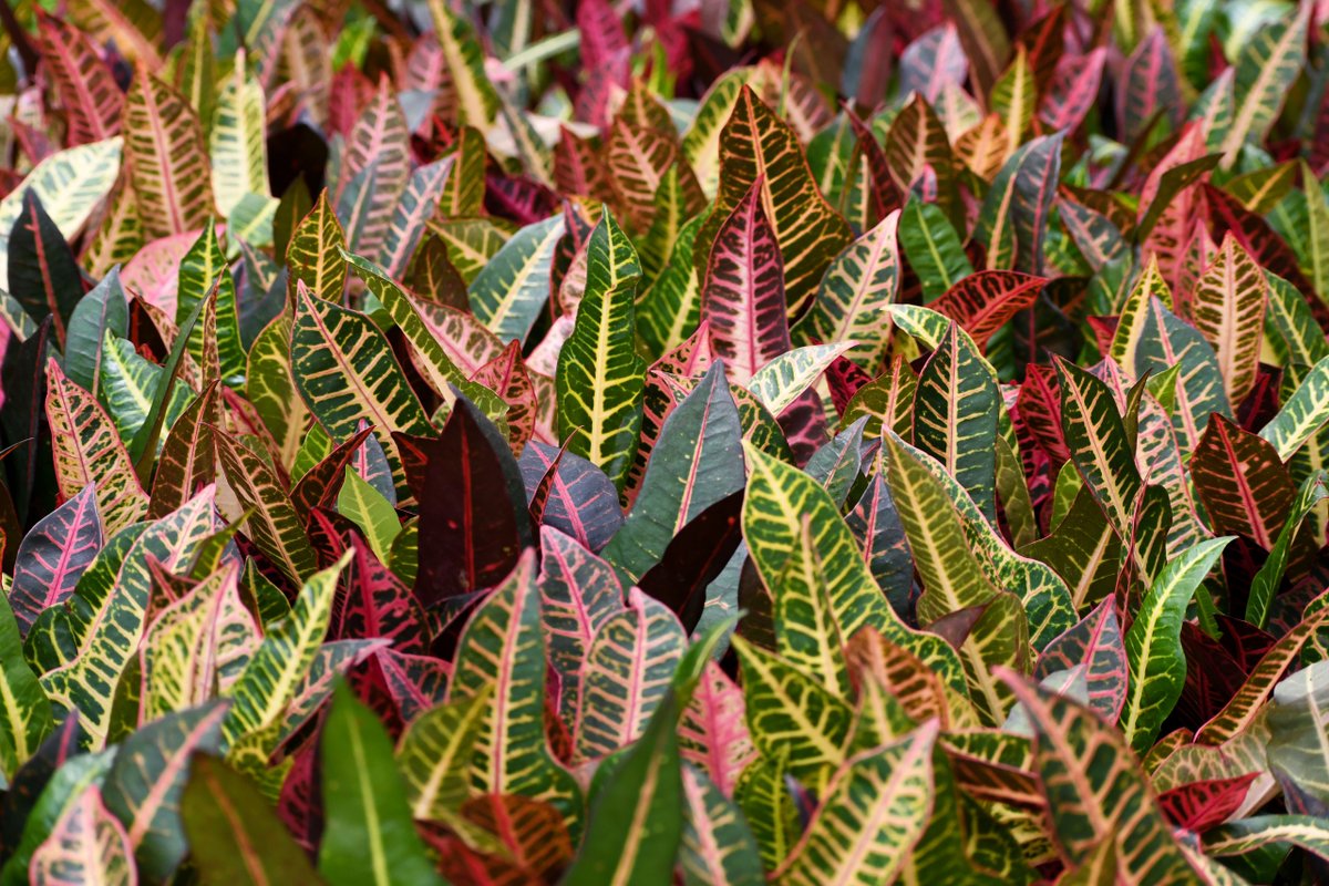 🌞 Brighten up your day with the beautiful hues of a croton plant 🌿 
#PlantObsessed #colasantifarmsltd #colasantifarms #CrotonPlant #wholesaleplants #croton