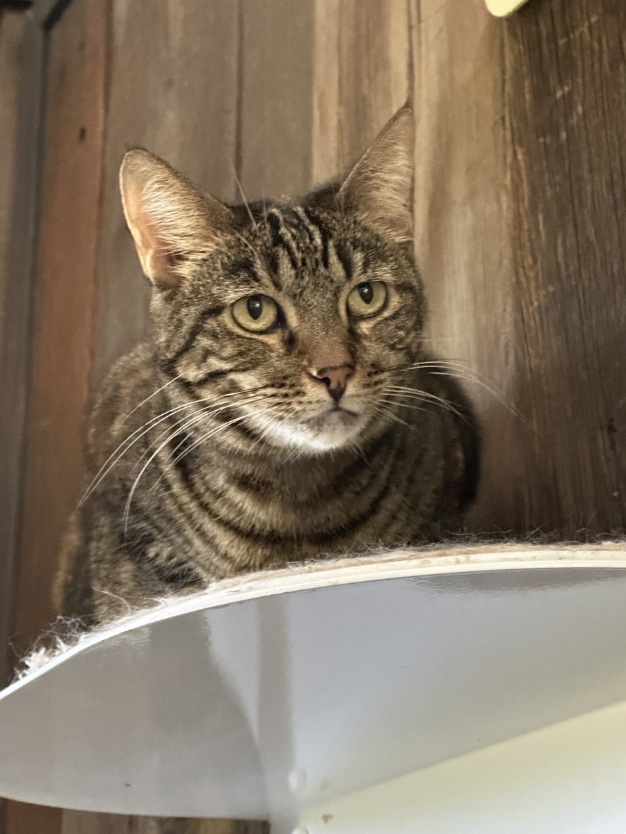 #Lodi, CA: Hi, I'm MIMI, a brown tabby girl about 8 years old. I've been waiting for a new home since May 2023. My favorite activities are climbing on my cat tree & eating treats! I like hanging out with my humans... adoptrescuecatsinca.com #RehomeHour #US #cats #adopt #Calif