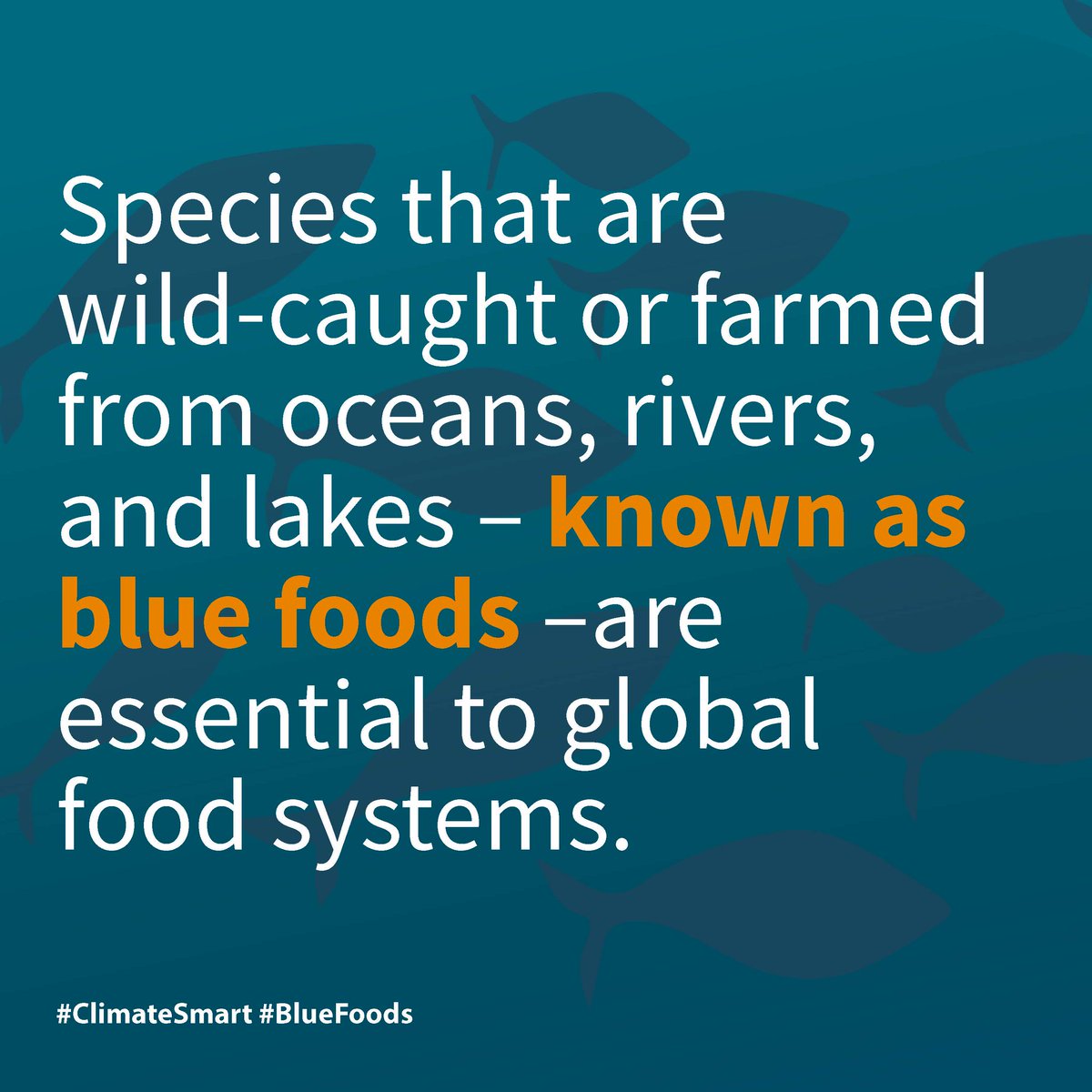 #BlueFoods are essential components of global #FoodSystems. What are these foods? ➡️ Animals and plants from oceans, rivers, & lakes - critical to nutrition, health, livelihoods, economies, & cultures worldwide.

Read more about blue foods: bit.ly/ClimateBF