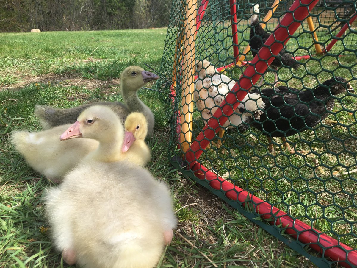 I can’t believe how fast goslings grow. They have quadrupled in size in two and a half weeks.