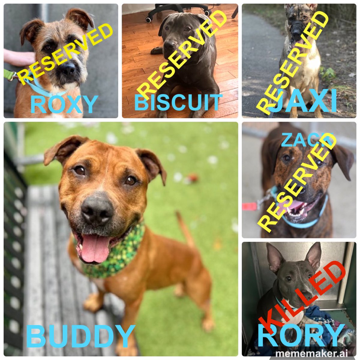 🆘🆘 #SAVE BUDDY ACTIVE KILL☠️COMMAND #NYCACC #AdoptDontShop ❤️‍🩹BUDDY 5yrs Adoptable He’s a good boy in a bad place Owner passed away😢BUDDY is sad/looking 4 someone 2 luv him! Likes walks &treats🍖🧀🦴 #PLEDGE #FOSTER #ADOPT 📧nycdogslivesmatter@gmail.com DM @notthesameone2