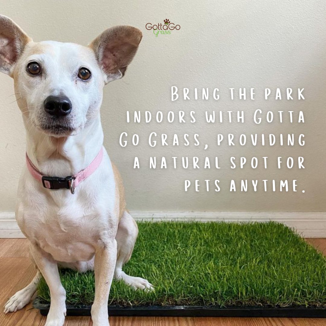 Bring the best of the outdoors indoors with the Gotta Go Grass®, your all-in-one pet potty solution! 🌱🐾  This natural, biodegradable grass pad in a durable tray is perfect for pets in apartments or on the go. #GottaGoGrass #EcoFriendly #PetCare