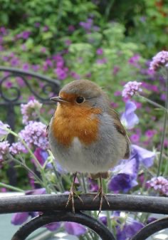 The beauty and innocence of this little bird speaks volumes about our Creator’s character and heart.