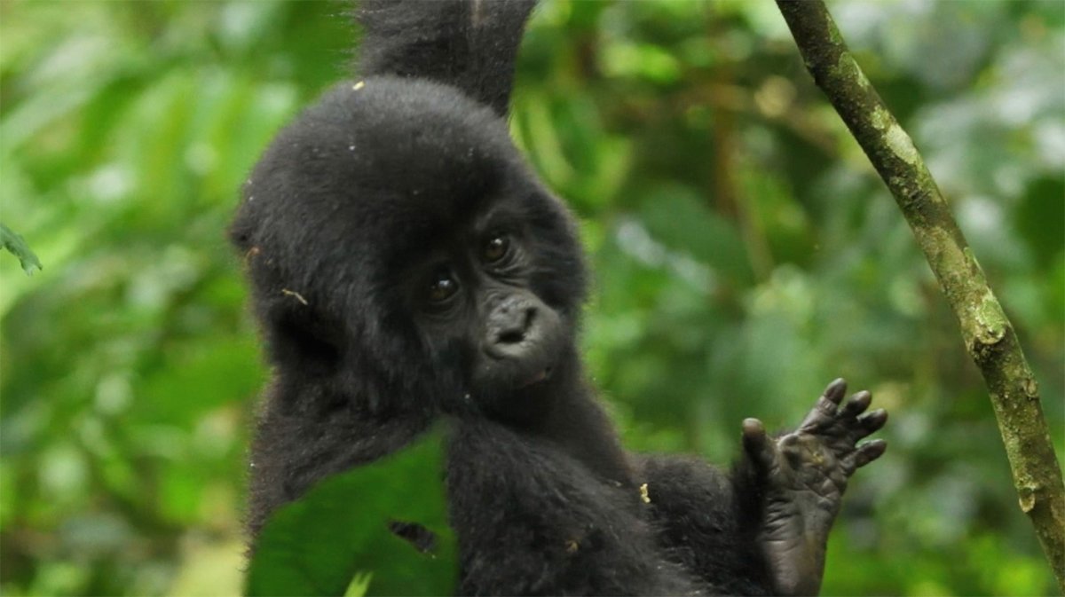 🦍 @DenverZoo is broadening its #Conservation initiatives to back endangered mountain #Gorillas in #Uganda by providing #Veterinary support to @CTPHuganda. Read more about this collaboration between partners 8,500+ miles apart: bit.ly/3WBqRX5.