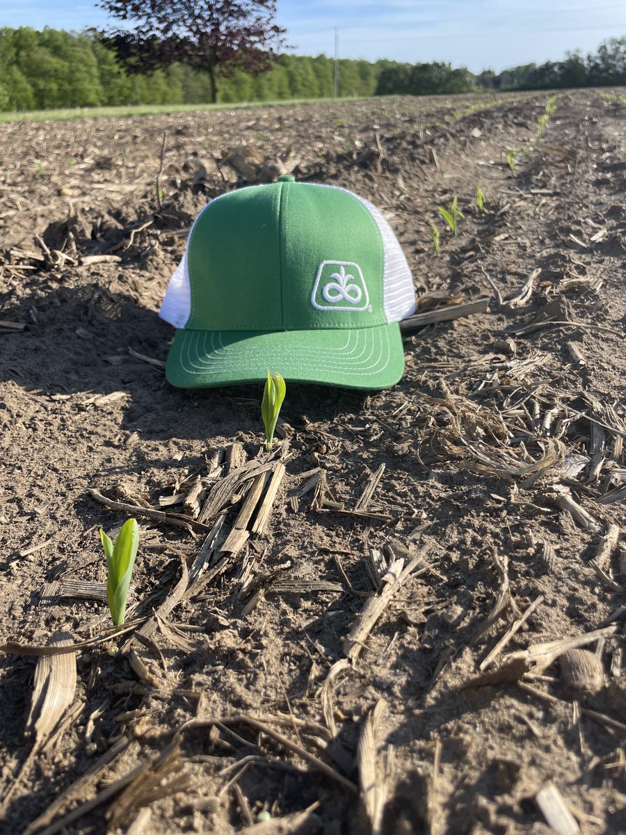 P0720Q planted April 26 ⁦<a href="/PioneerSeedsCA/">Pioneer Seeds Canada</a>⁩ ⁦<a href="/CortevaCA/">Corteva Canada</a>⁩ <a href="/GillisGillis4/">Shawn Gillis</a>