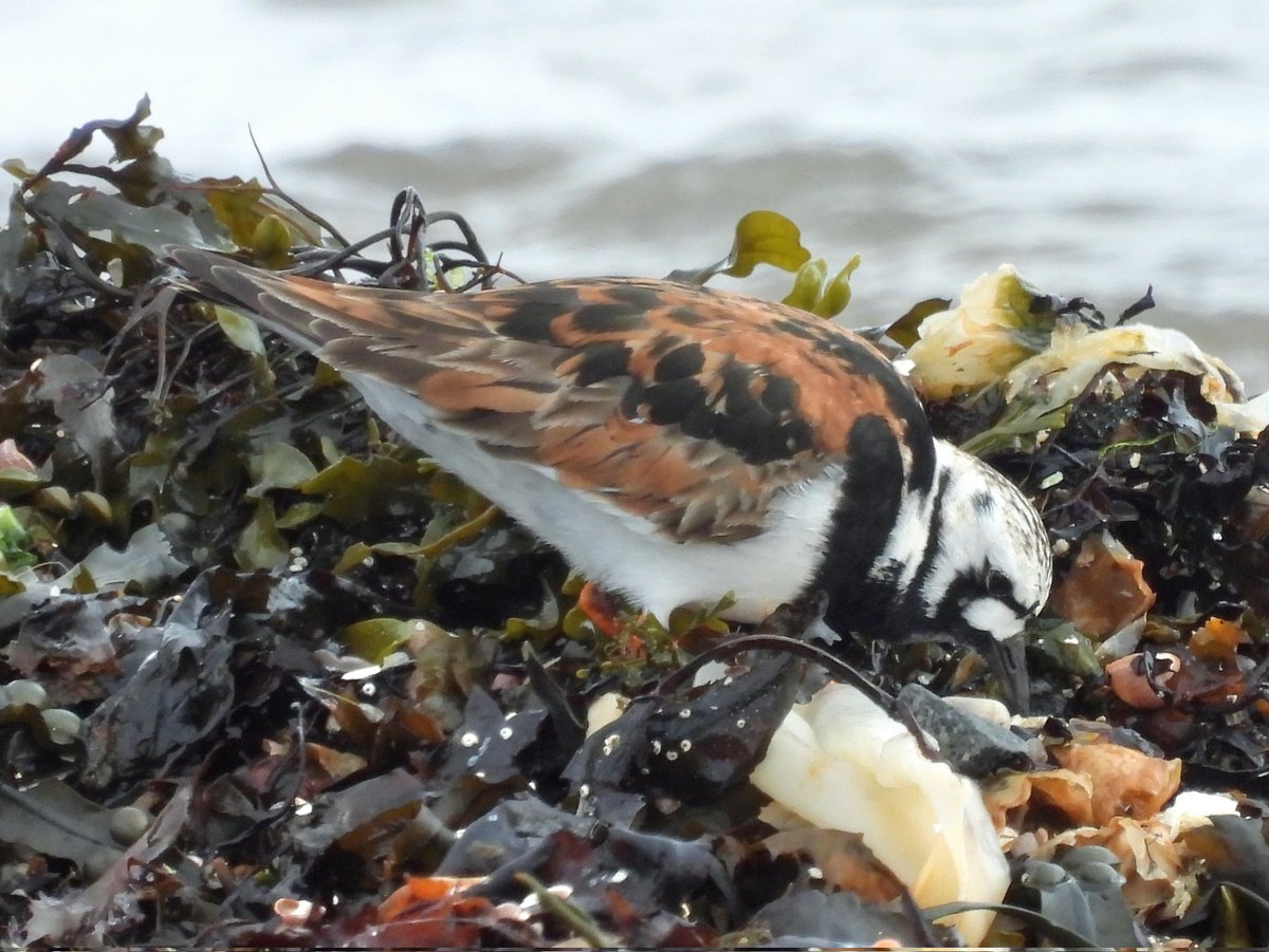 A few more from another memorable day up in the North of Sutherland. The breeding plumaged Turnstone were really smart. The Primrose's were lovely. 👍