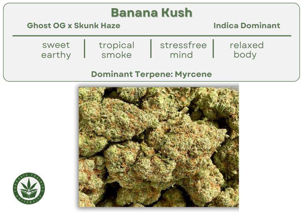 Banana Kush strain generally contains a high level of THC, contributing to its strong effects. It is commonly sought for stress relief and assisting with sleep-related problems. cannabistraininguniversity.com/strains/banana…